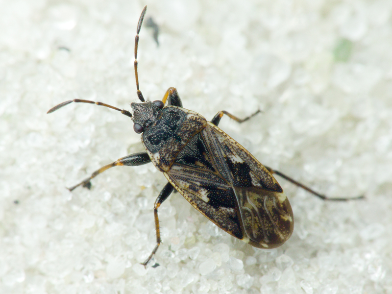 Sphragisticus nebulosus (Fallen, 1807)